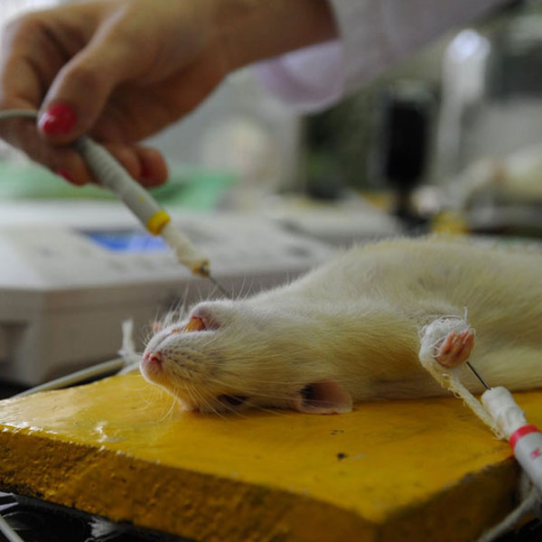 大鼠免疫性关节炎模型